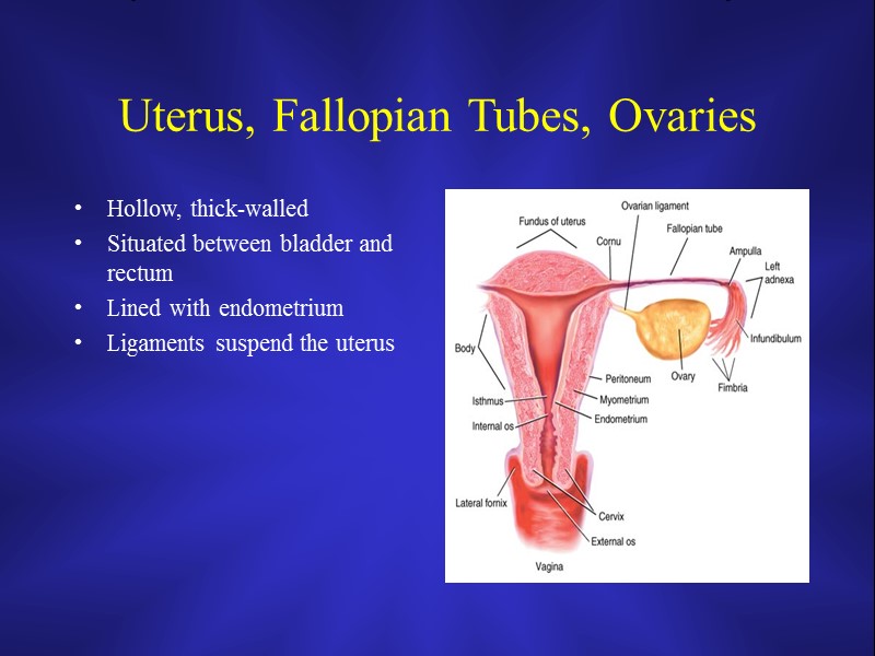 Uterus, Fallopian Tubes, Ovaries Hollow, thick-walled Situated between bladder and rectum Lined with endometrium